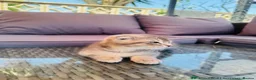 Scottish Fold cats for sale: ✨Kittens looking for forever home ✨ - Advert 11
