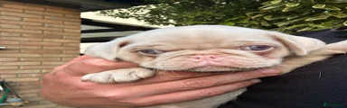 Pug 4