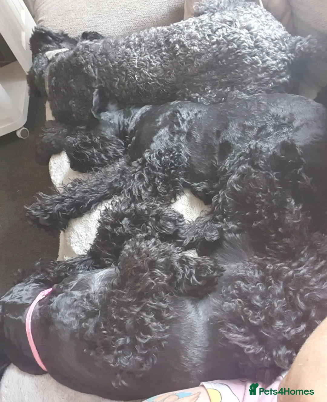 Kerry Blue Terrier dogs for sale: Kc kerry blue terrier puppies - Advert 2