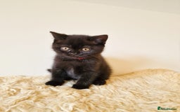 British Shorthair cats for sale: British Shorthair kittens  - Image 9