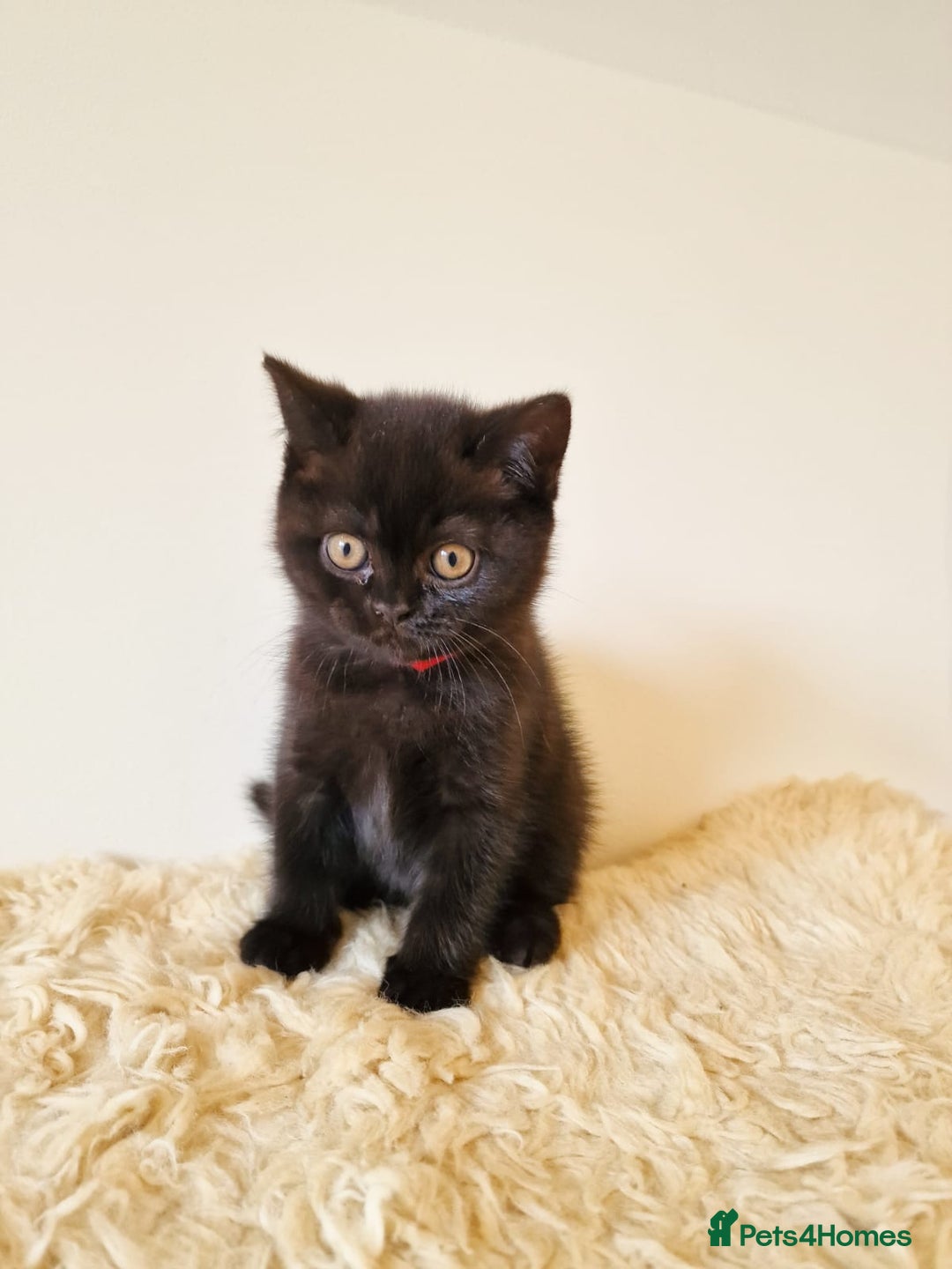 British Shorthair cats for sale: British Shorthair kittens  - Image 9