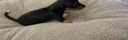 Miniature Dachshund dogs for sale: Miniature dashhound  - Advert 10