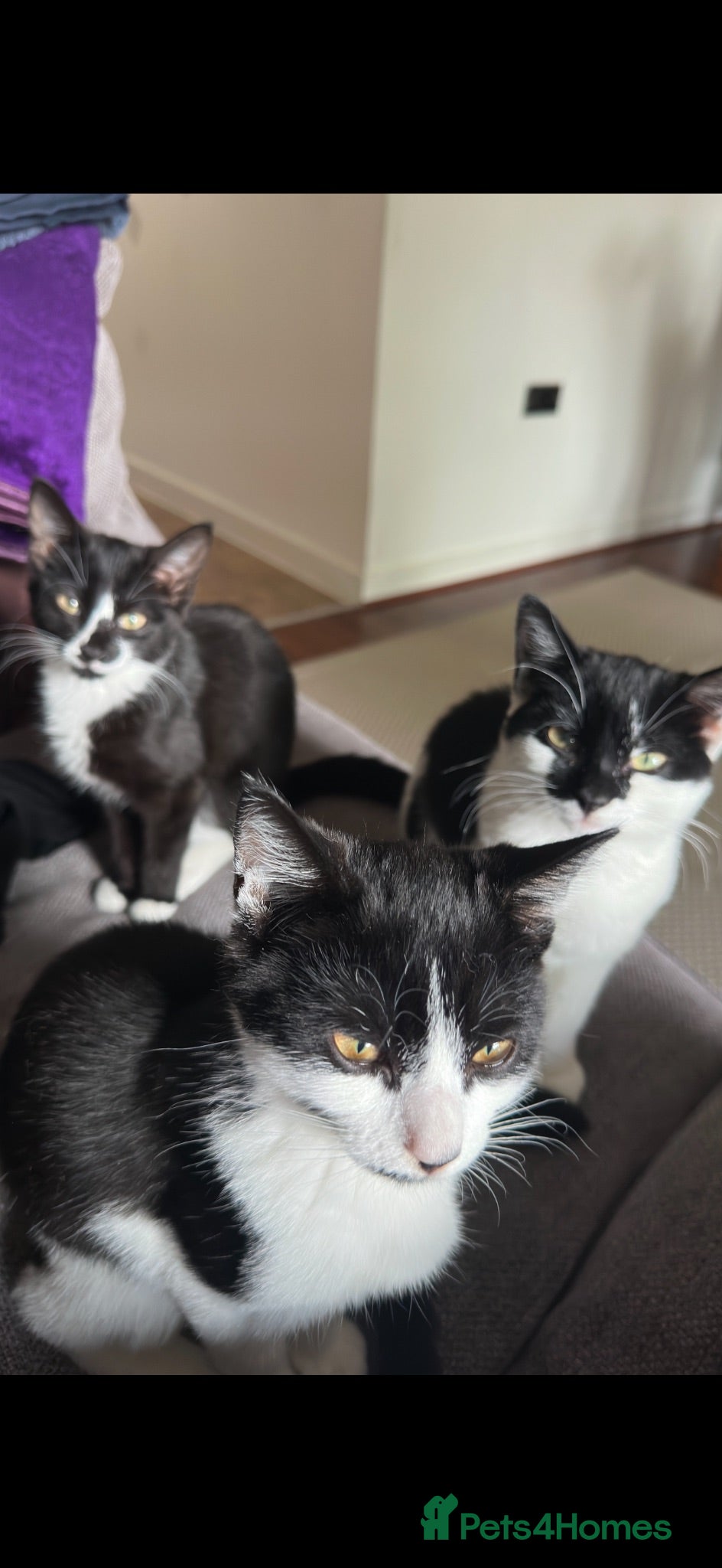 British Shorthair cats 3 Kittens looking for their forever home  - Advert 7