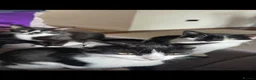 British Shorthair cats for sale: 3 Kittens looking for their forever home  - Advert 1