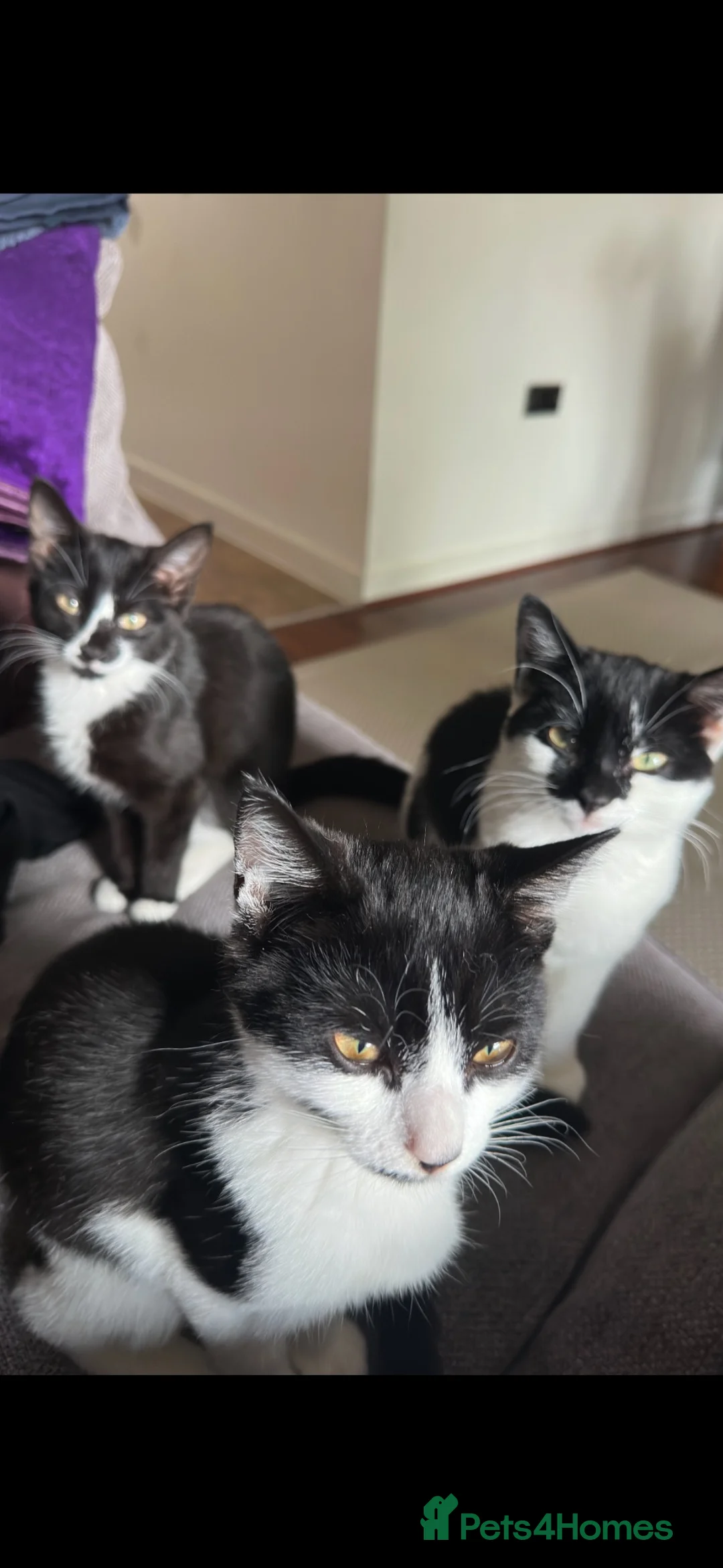 British Shorthair cats for sale: 3 Kittens looking for their forever home  - Advert 1