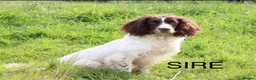 English Springer Spaniel dogs for sale: Well bred Springer Spaniel puppies  - Advert 7