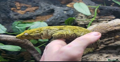 Gecko reptiles - Advert 6