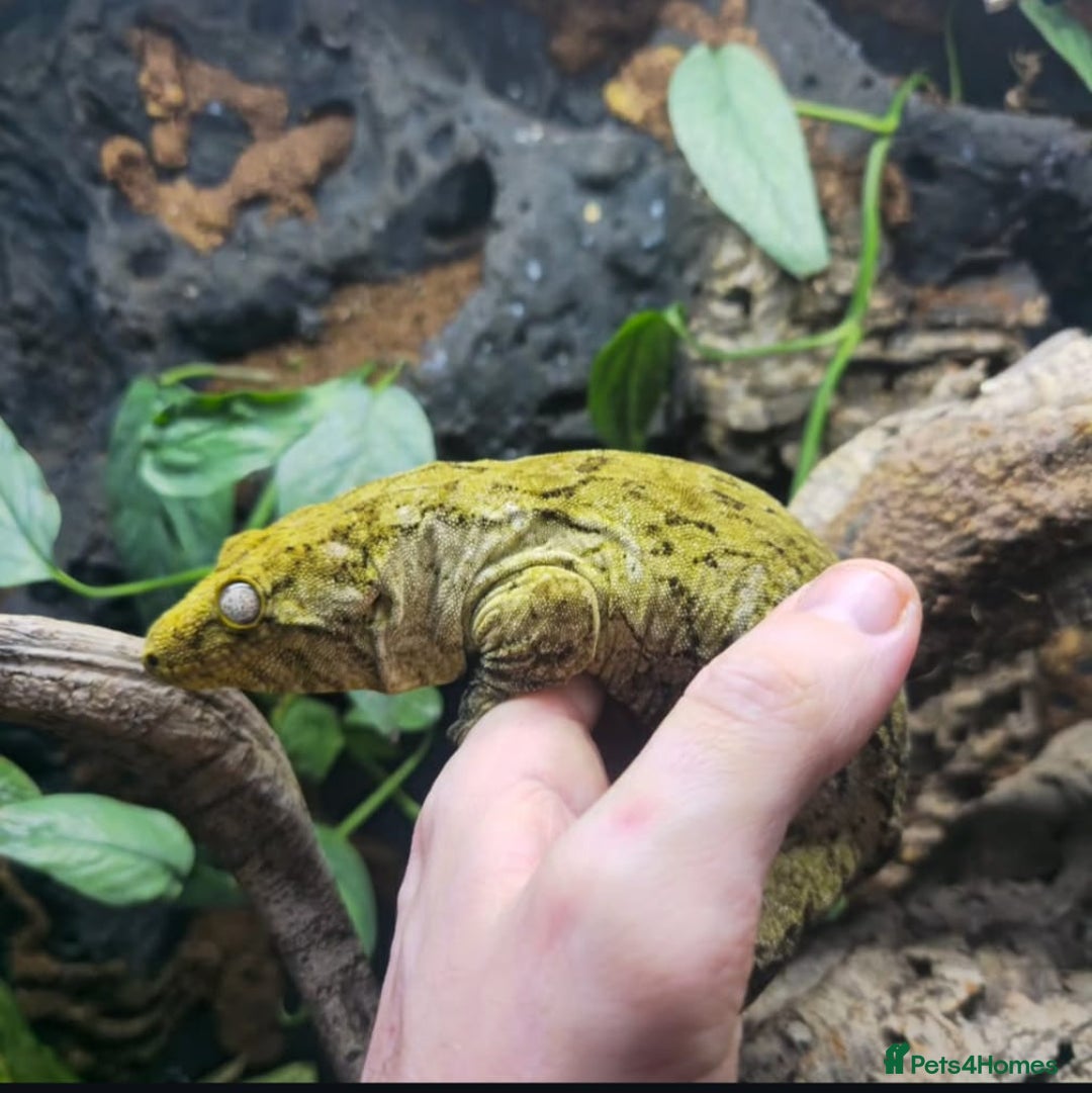 Gecko reptiles for sale: Leachianus gecko female - Image 2