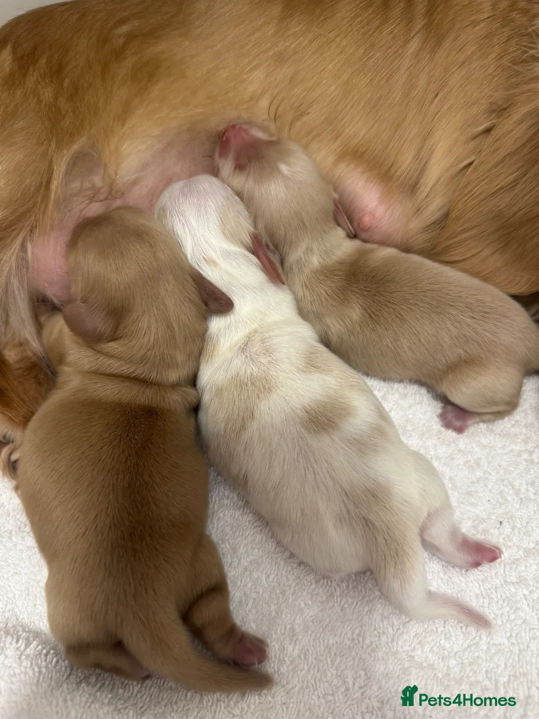 Miniature Dachshund dogs for sale: Kennel club miniature dachshund puppies for sale  - Advert 8