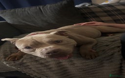 American Bull Staffy dogs for sale: Nala  - Image 1