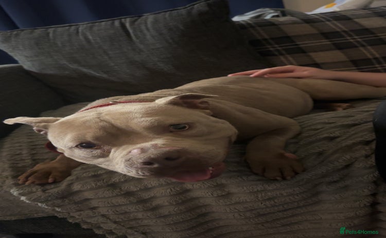 American Bull Staffy dogs - Advert 1
