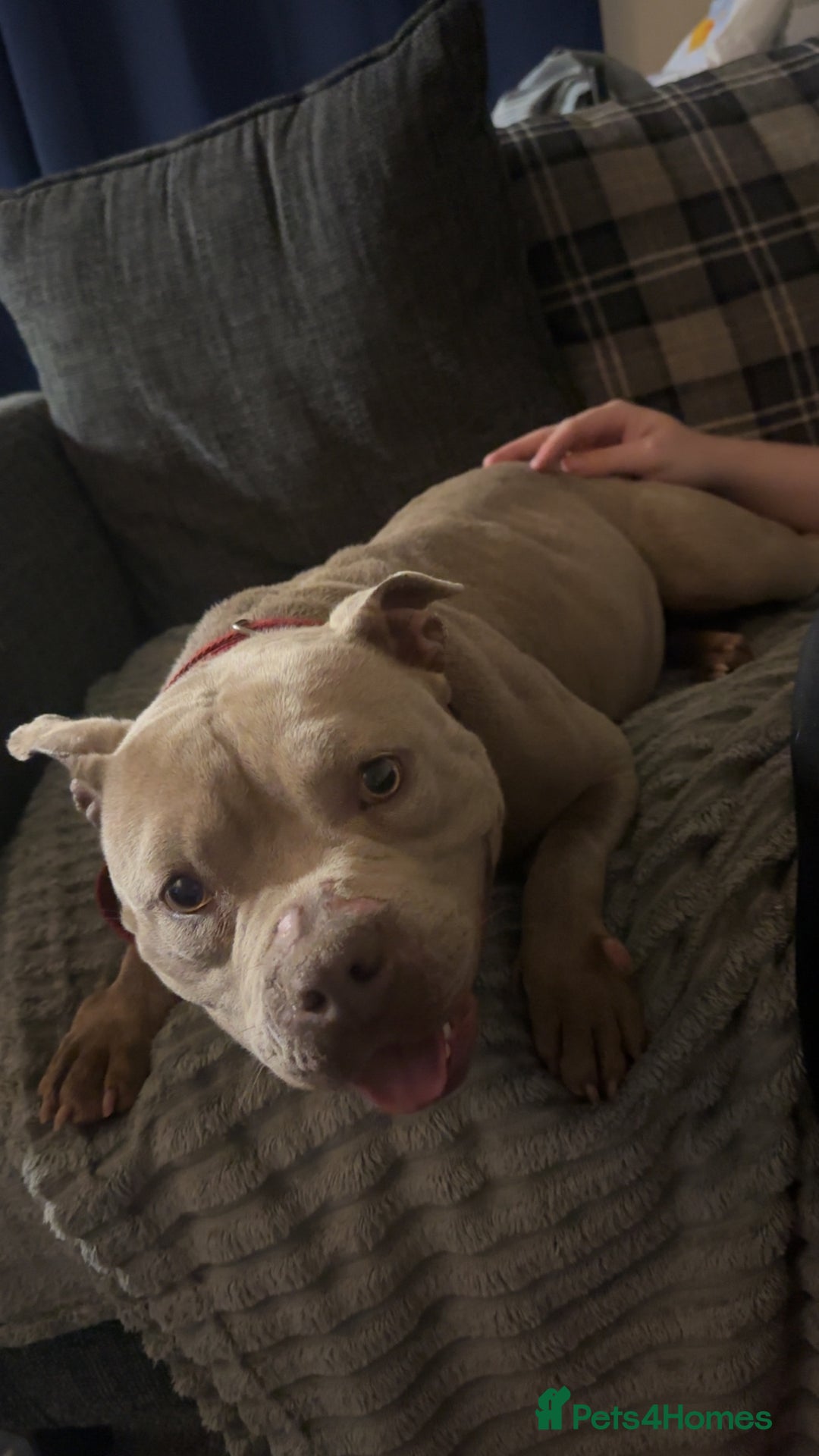 American Bull Staffy dogs for sale: Nala  - Image 1
