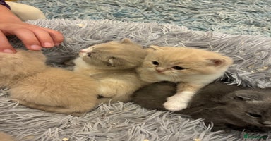 British Shorthair cats - Advert 16
