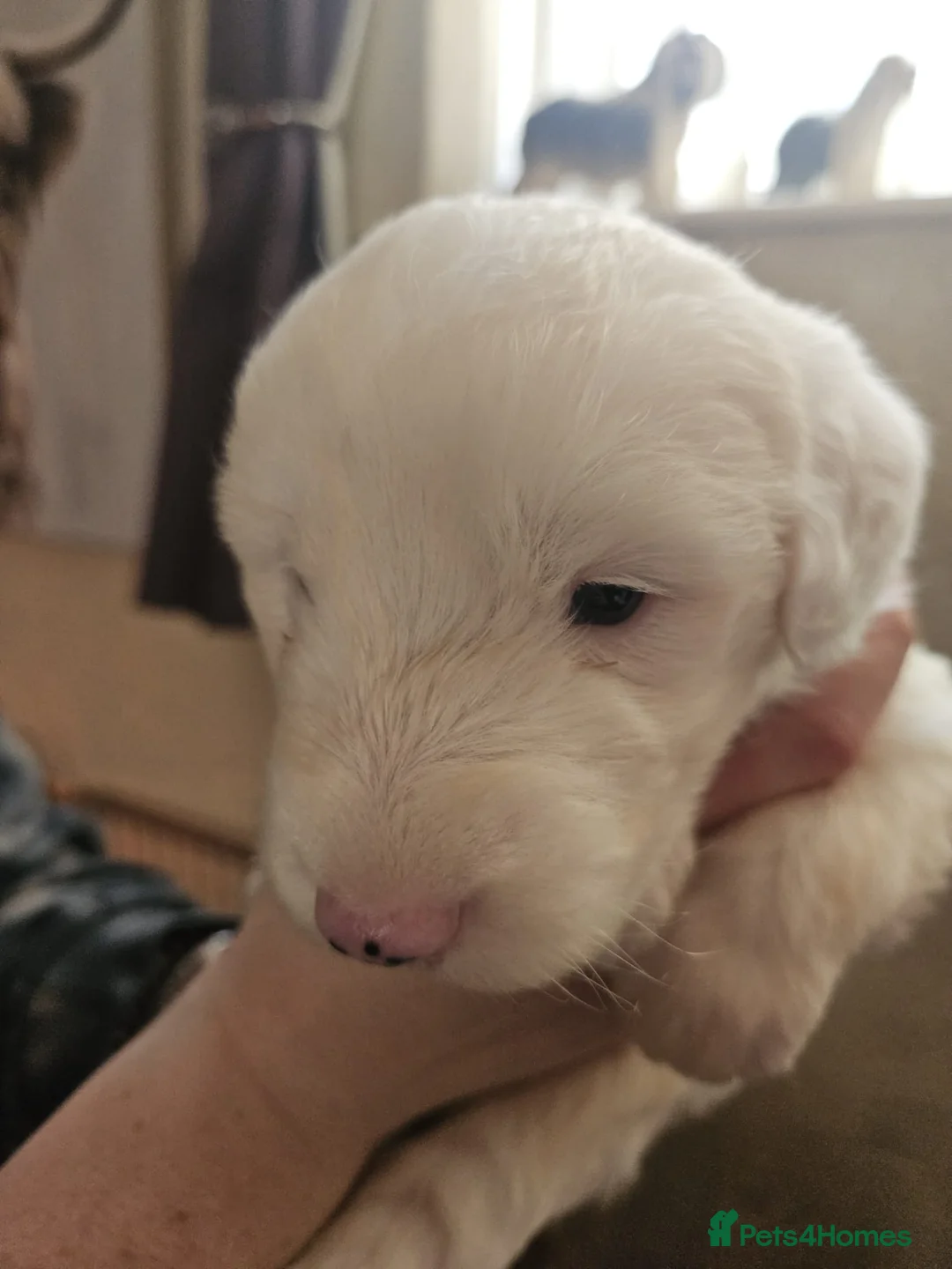 Old English Sheepdog dogs for sale: Old English Sheepdog Puppies 1 boy remaining 💚   - Advert 2