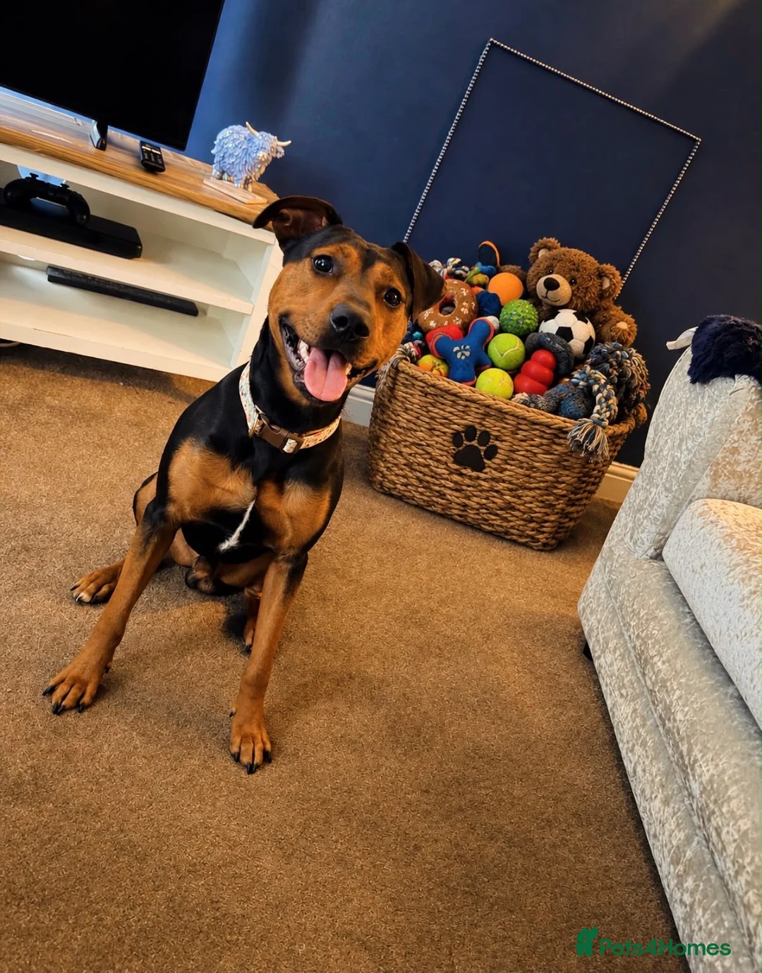 Patterjack dogs for adoption: Rabbit 🐇  in Carlisle - Advert 1