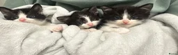 Mixed Breed cats for sale: Beautiful small girl - Advert 9