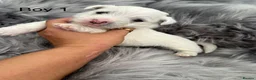 West Highland Terrier dogs for sale: West highland terriers - Advert 4