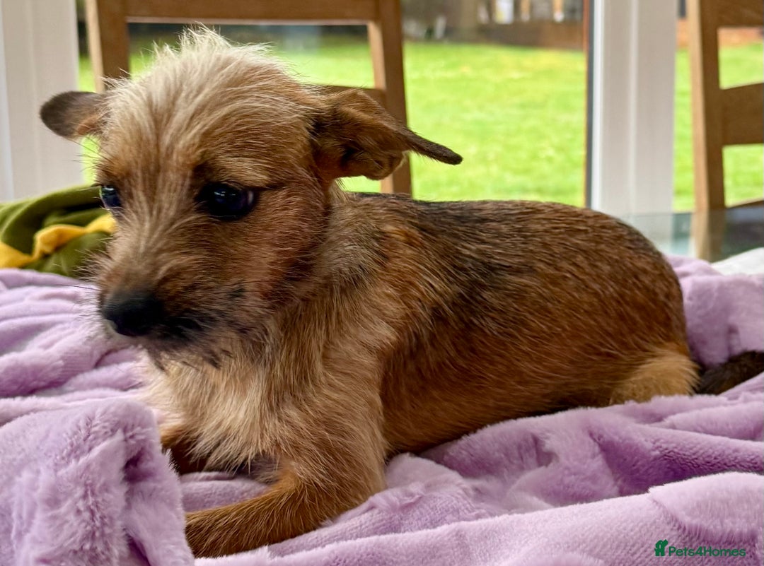 Russian Toy Terrier dogs for adoption: Giselle – The Tiny Survivor with a Big Personality - Image 8