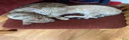 Bengal cats for sale: Tica registered snow Bengal kittens for sale - Advert 3