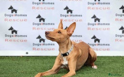 Mixed Breed dogs for adoption: Fabulous Flynn - Image 7