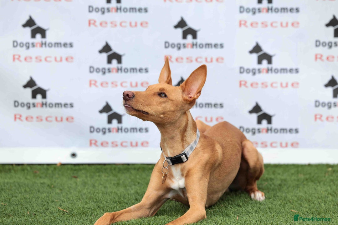 Mixed Breed dogs for adoption: Fabulous Flynn - Image 7