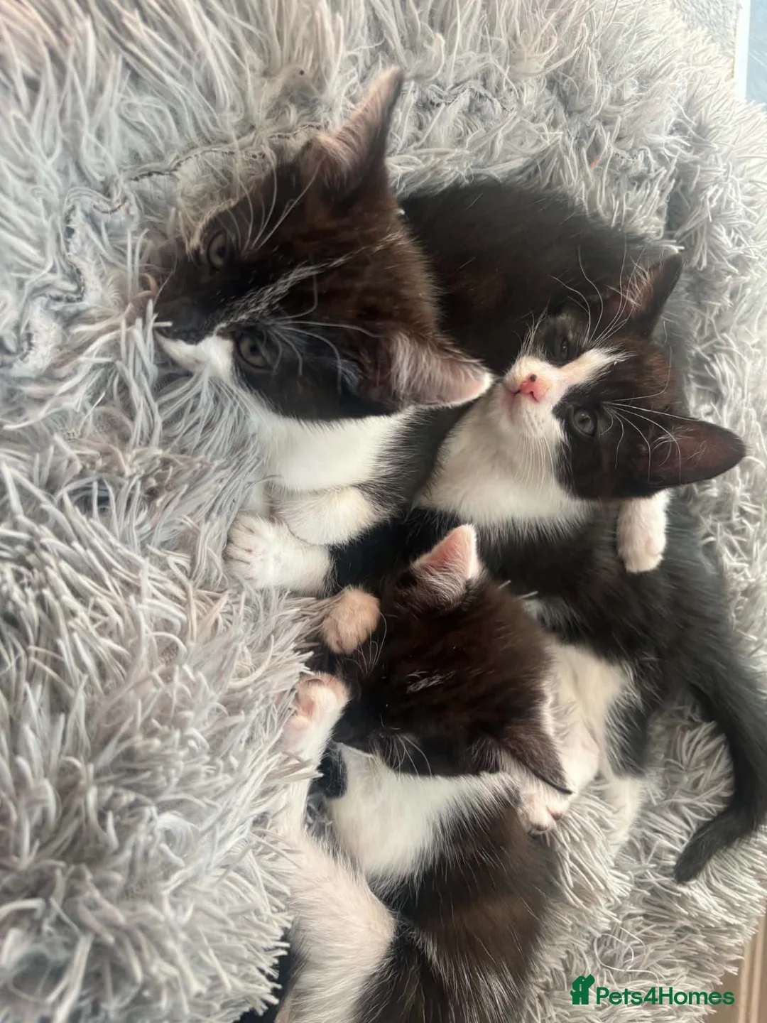 Mixed Breed cats for sale: 3 beautiful kittens  in Newcastle upon Tyne - Advert 8