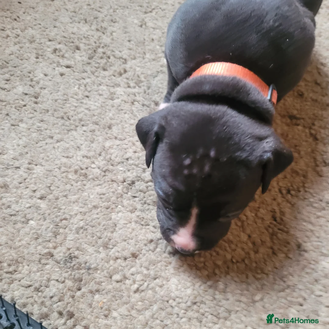 Mixed Breed dogs for sale: Gorgeous American Bulldog cross mastiff puppies - Advert 9