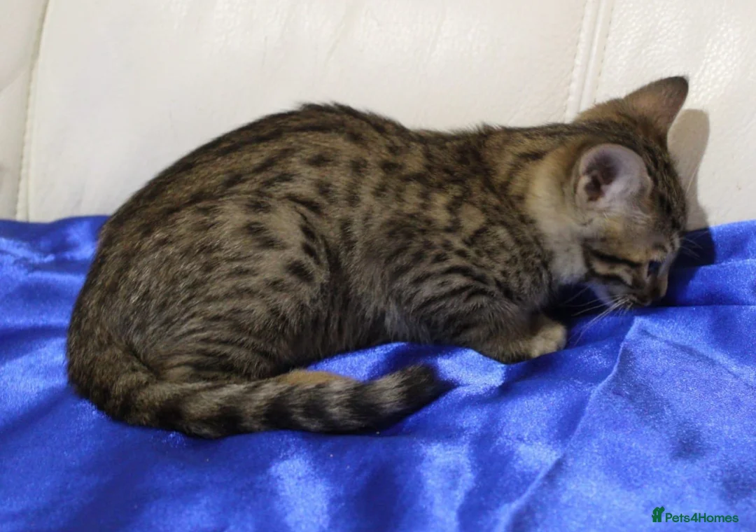 Savannah cats for sale: Highly spotted Savannah kittens  - Advert 13