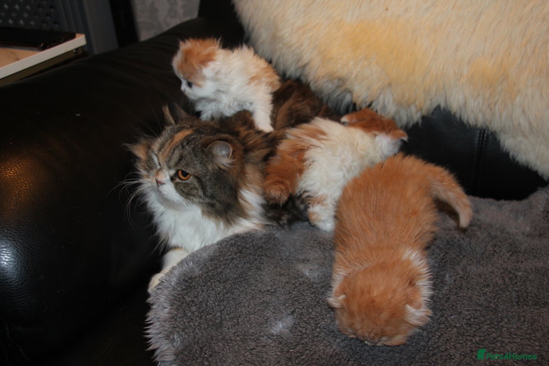 Scottish Fold cats for sale: 3 Beautiful kitten await you - Advert 2