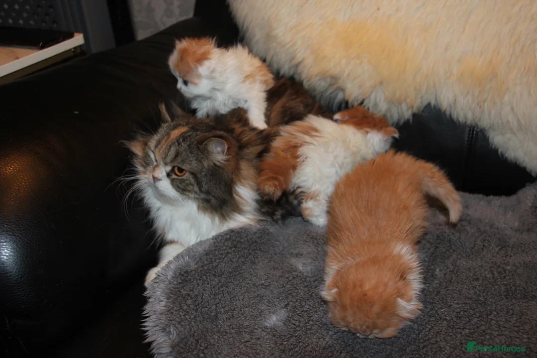 Scottish Fold cats for sale: All reserved awaiting collection - Advert 2