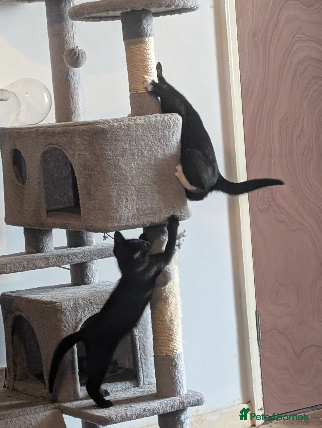 Mixed Breed cats for sale: Two tuxedo and two all black cats - Advert 6