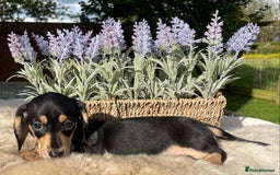 Miniature Dachshund dogs for sale: Cream and black and cream mini smooth haired - Image 2