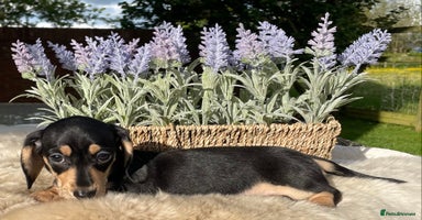 Miniature Dachshund dogs - Advert 13