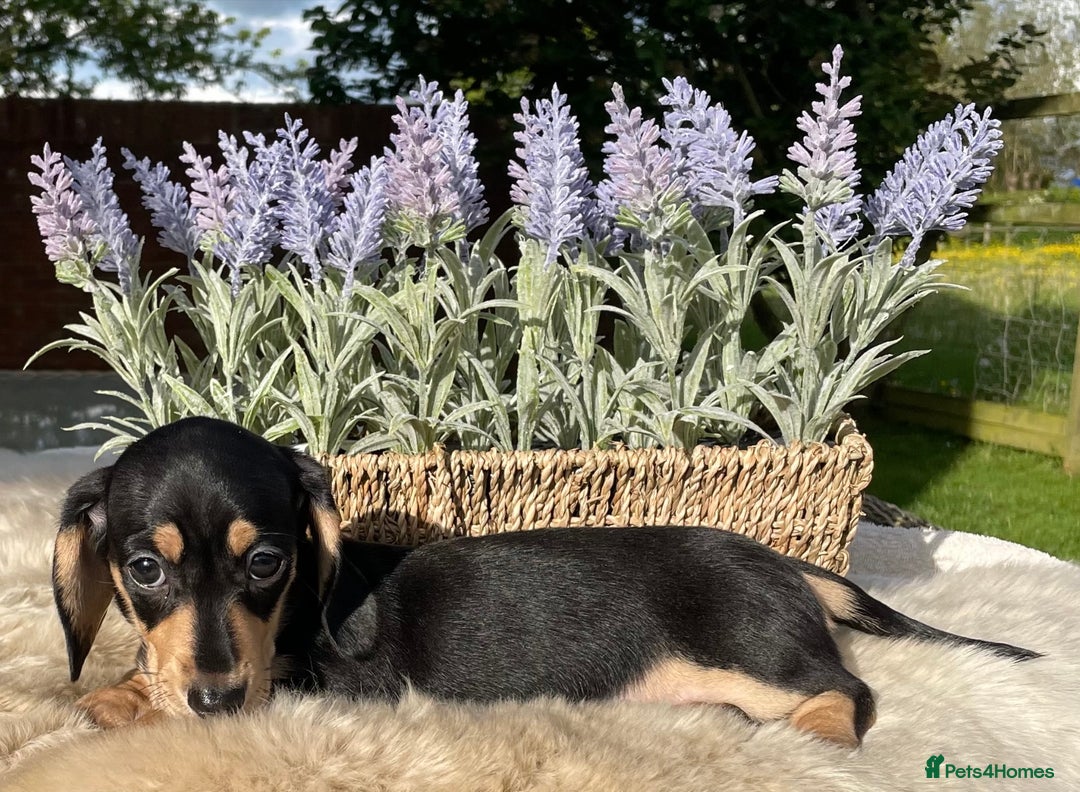 Miniature Dachshund dogs for sale: Cream and black and cream mini smooth haired - Image 2