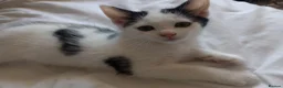 Ragdoll cats for sale: Adorable Ragdoll/Chinchilla Persian kitten  - Advert 10