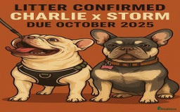 French Bulldog dogs for stud: kc French Bulldog Stud - Image 2