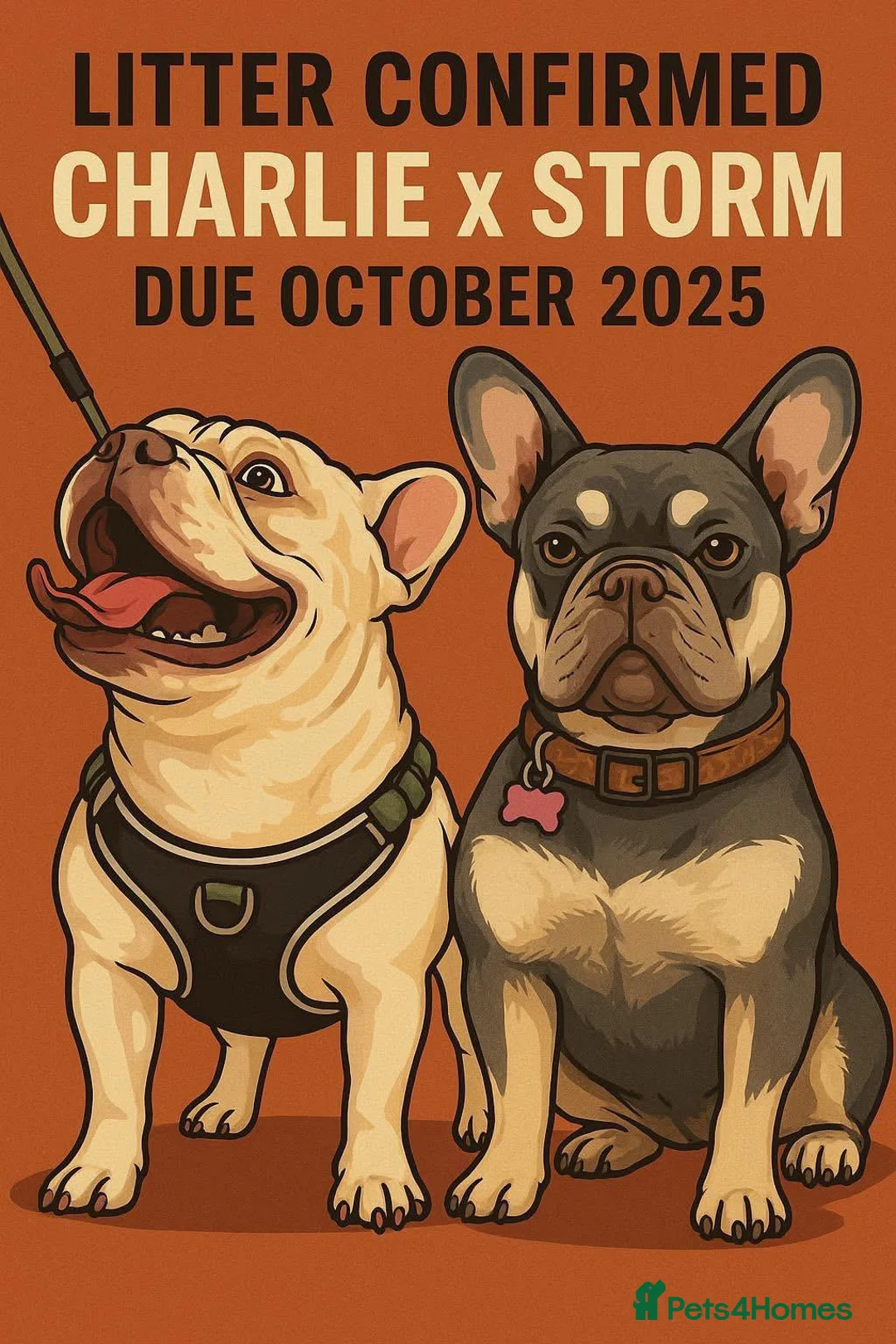 French Bulldog dogs for stud: kc French Bulldog Stud - Advert 6