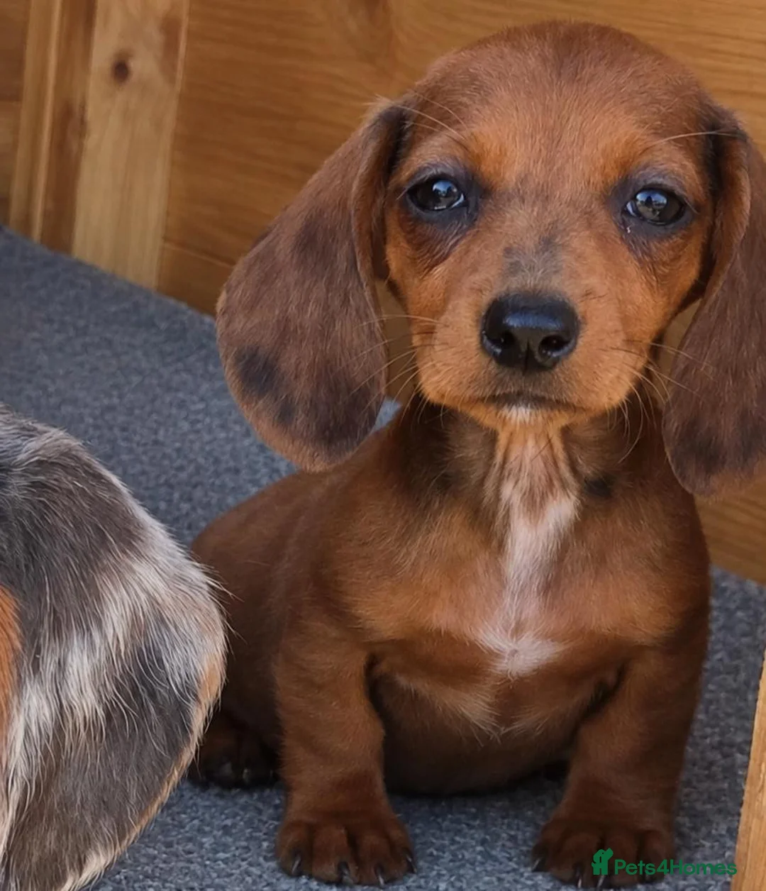 Dachshund dogs for sale: Healthy Dachshunds - Advert 13