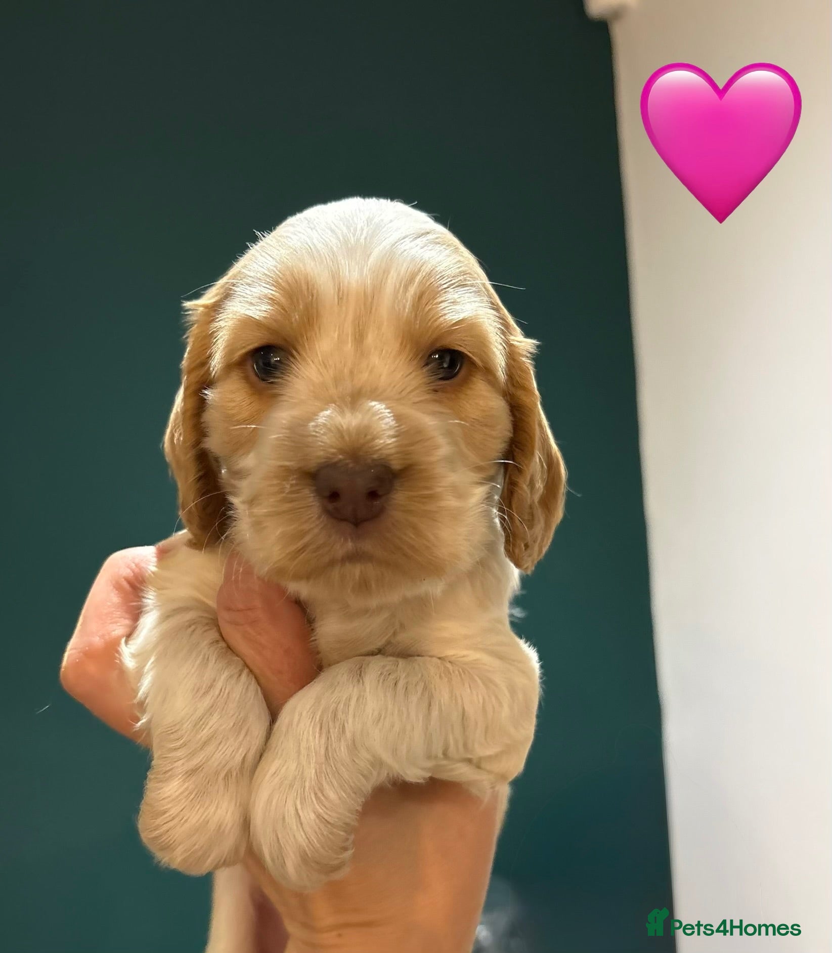 Cocker Spaniel dogs KC Reg, Show Cocker Spaniel pups, 100% clear - Advert 1