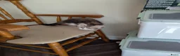Siberian cats for sale: Sunshine TICA Siberian from Health Tested Parents in Norwich - Advert 5