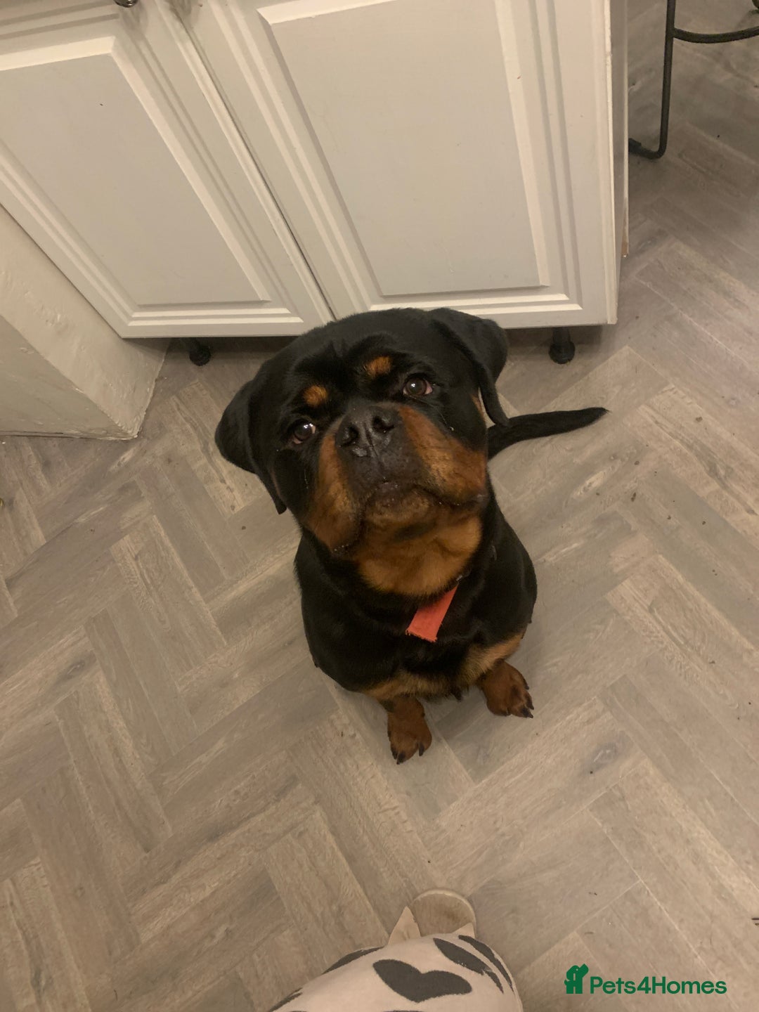 Rottweiler dogs for sale: FRIENDLY PUPPY ROTTWEILER  - Advert 1