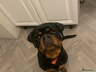 Rottweiler dogs FRIENDLY PUPPY ROTTWEILER - Advert 4