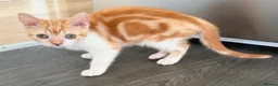 Scottish Fold cats for sale: Scottish Straight Kitten's–Looking for LovingHomes - Advert 9