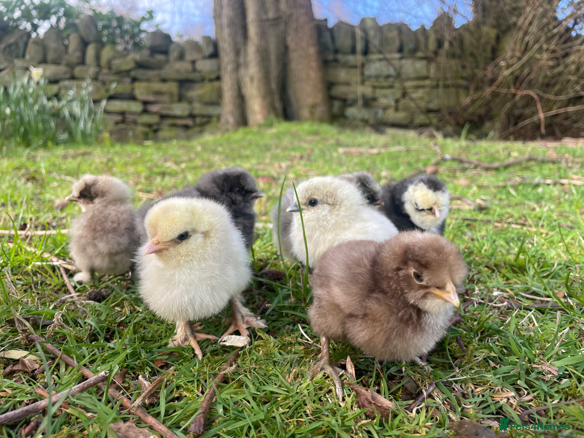 Chickens poultry 🩶USA & STANDARD SILKIE CHICKS 🩶 - Advert 1