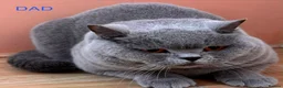 British Shorthair cats for sale: Full Pedigree British Blue Shorthair Kittens - Advert 12