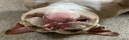 American Bully dogs for sale: Pocket bully bitch - Advert 6