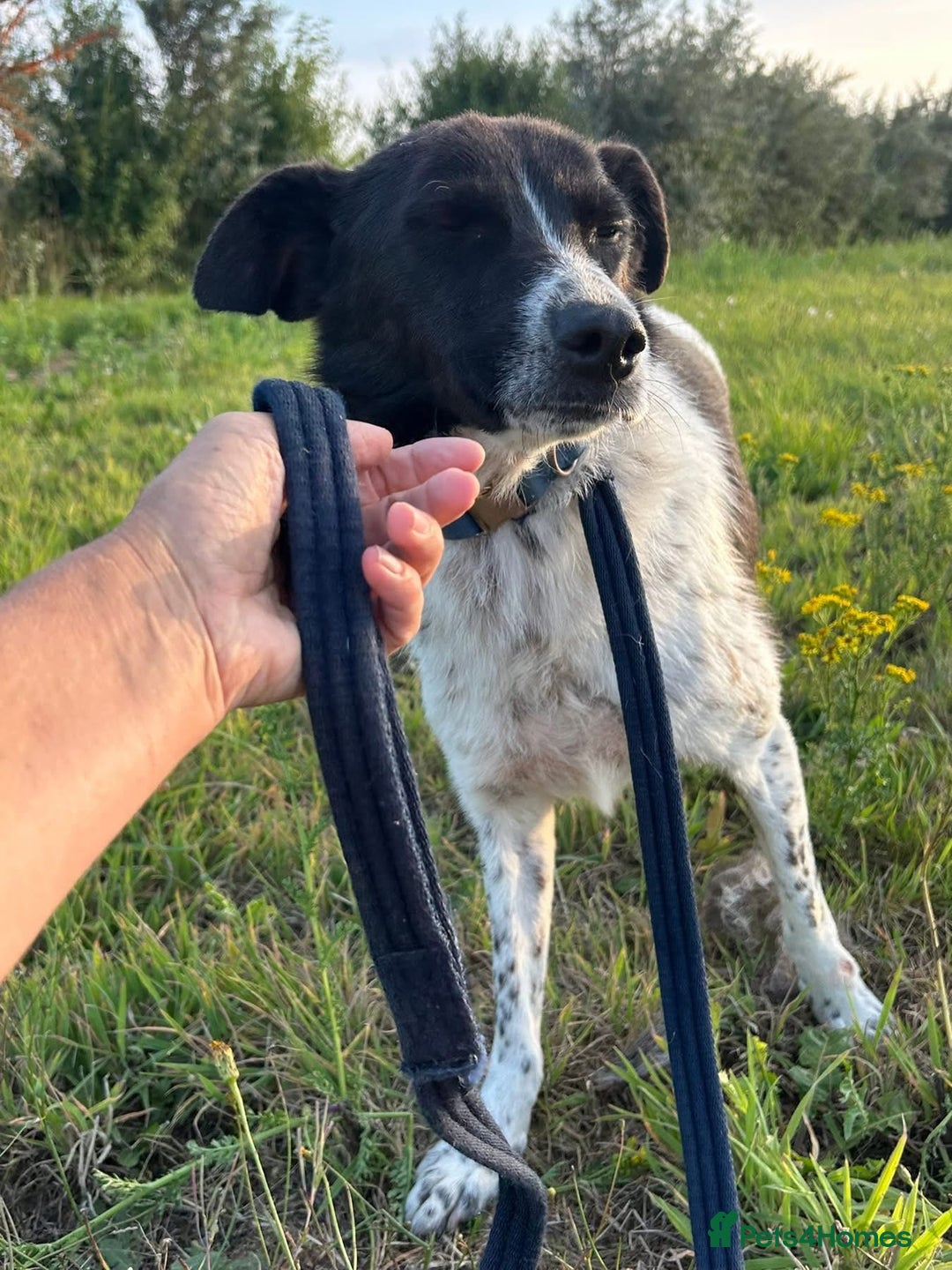 Mixed Breed dogs for adoption: Herby - Norwich Norfolk  - Image 15