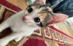 British Shorthair cats for sale: 3 KITTENS! - Image 5