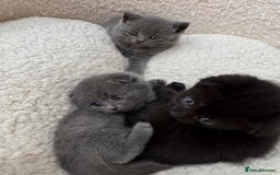 British Shorthair cats for sale: Kittens for sale - Image 7