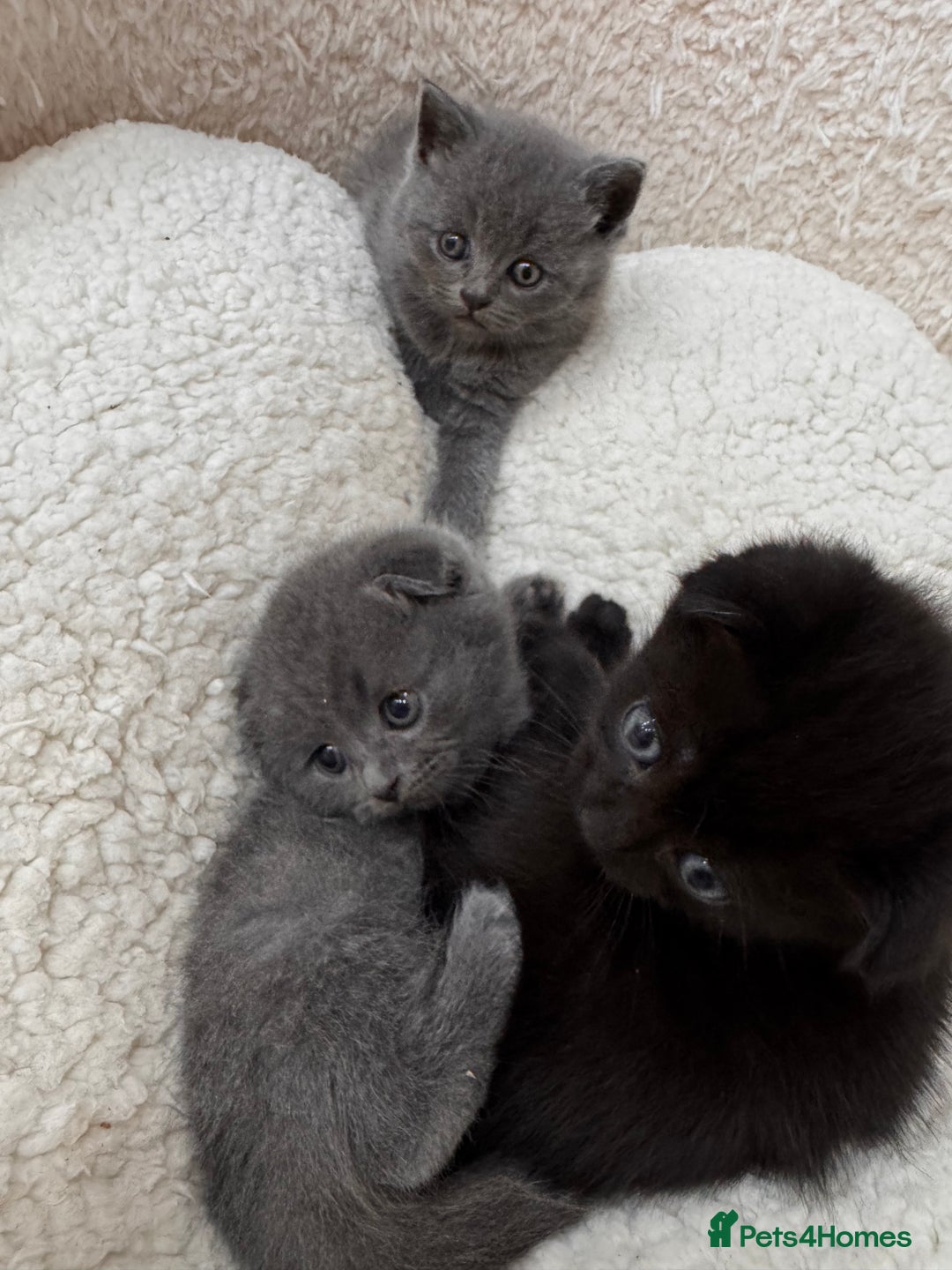 British Shorthair cats for sale: Kittens for sale - Image 7